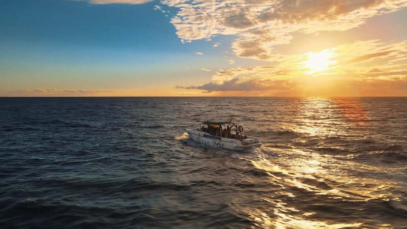 Excursion to see the whales - 3 Hours - Key points before you book