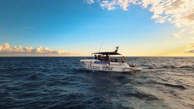 Excursion to see the whales - 3 Hours - Glass-bottom viewing below the boat
