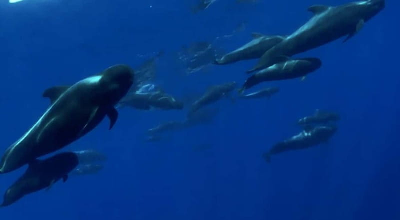 Excursion to see the whales - 3 Hours - Searching the Atlantic for dolphins and whales