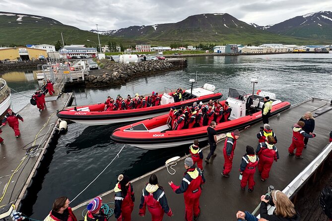 Express Whale Watching in Dalvik - Key points at a glance