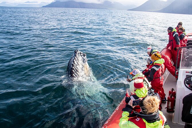 Express Whale Watching in Dalvik - Why Dalvik is a smart starting point