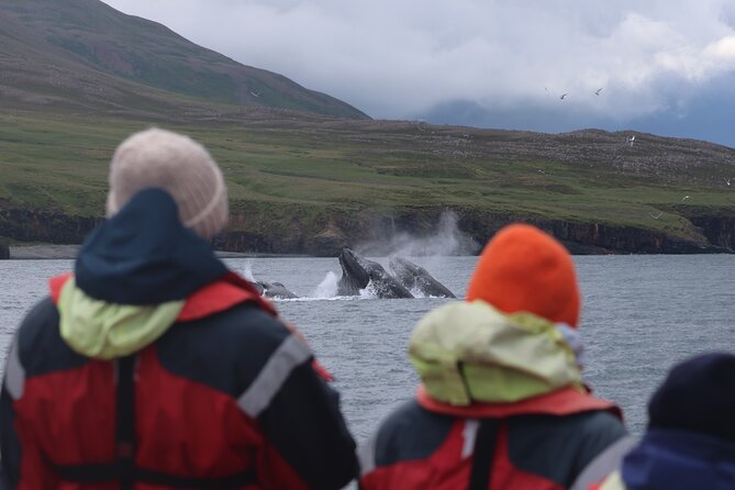 Express Whale Watching in Dalvik - Hrísey Island and the middle of the fjord