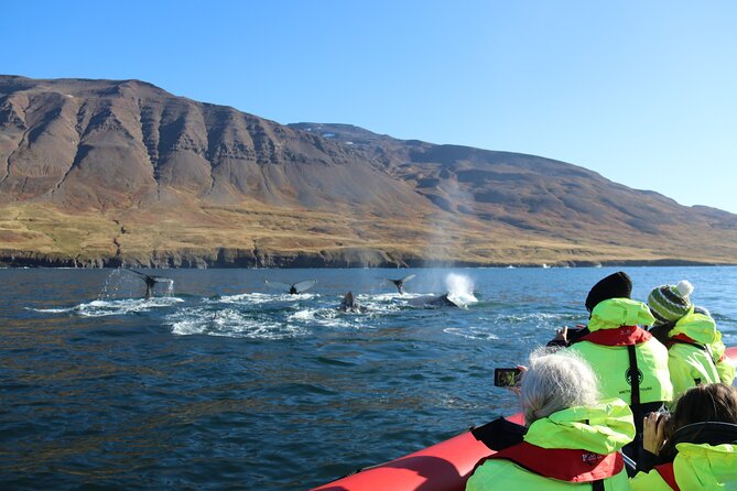 Express Whale Watching in Dalvik - Is $168.58 good value?