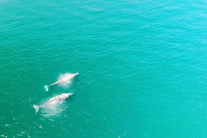 Family and Private Group Whale and Dolphin Watching - Key points before you book