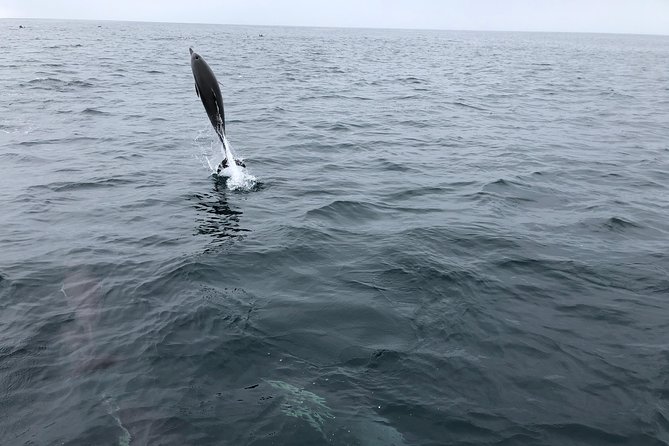 Family and Private Group Whale and Dolphin Watching - Who will get the most from this Dana Point outing