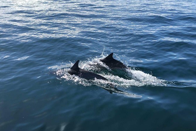 Family and Private Group Whale and Dolphin Watching - Booking, timing, and cancellation details