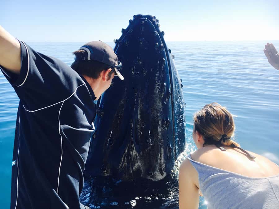 Fraser Island (K'gari): Remote Island and Whale Experience - Key points at a glance