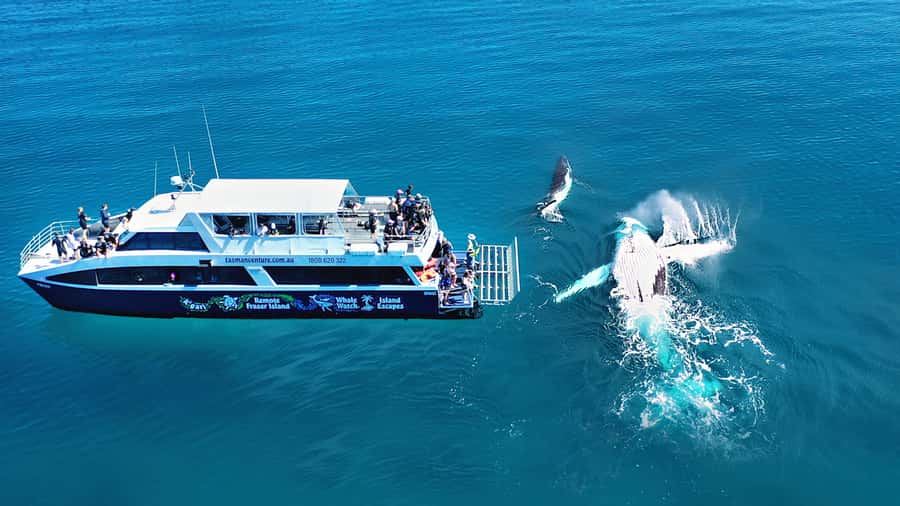 Fraser Island (K'gari): Remote Island and Whale Experience - Leaving Hervey Bay on a 20-meter catamaran