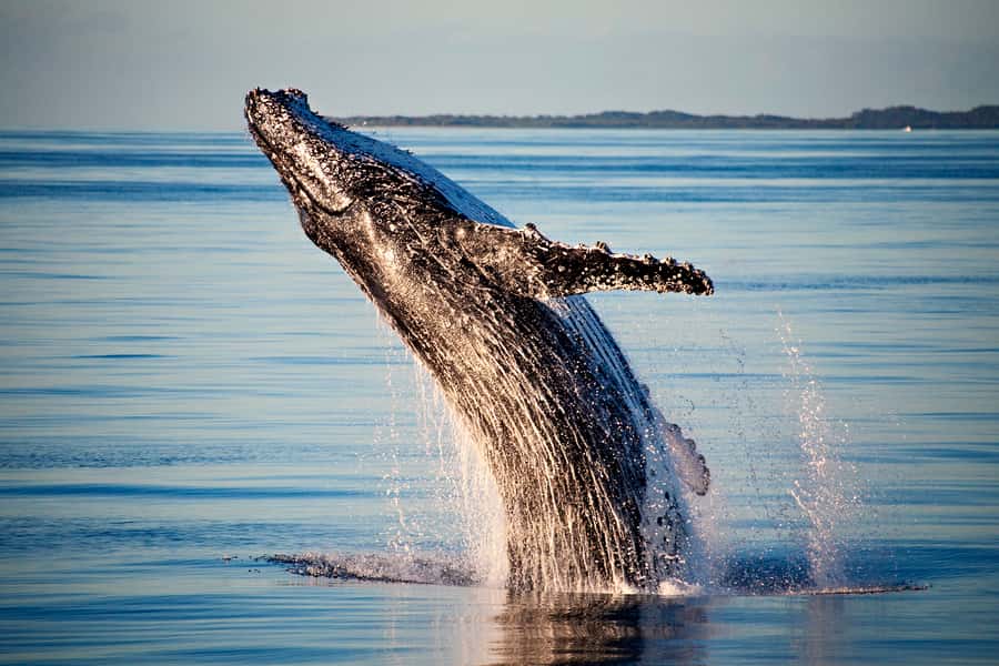 Fraser Island (K'gari): Remote Island and Whale Experience - Why the remote side of K’gari matters