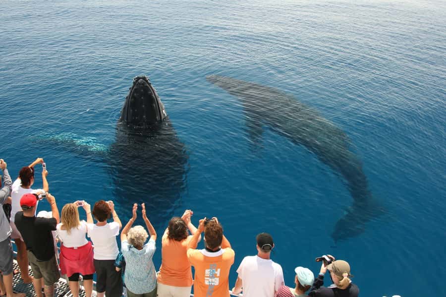Fraser Island (K'gari): Remote Island and Whale Experience - Food, gear, and the pace of the day