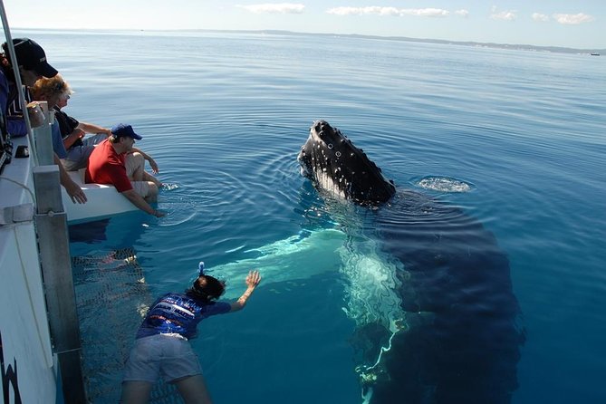 Fraser Island Whale Watch Encounter - Fraser Island Whale Watch Encounter at a glance