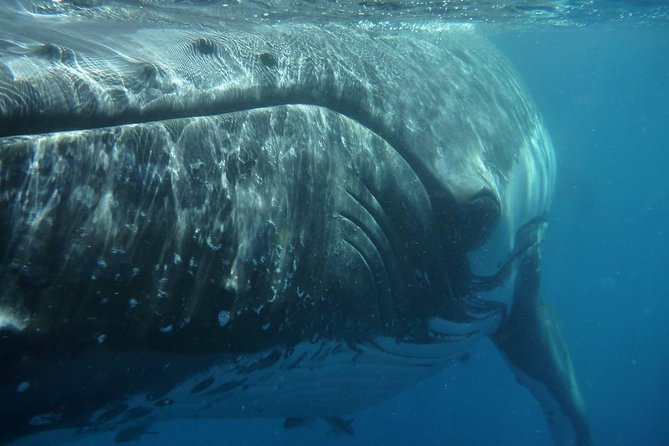 Fraser Island Whale Watch Encounter - Why Platypus Bay makes this trip special