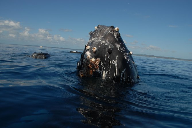 Fraser Island Whale Watch Encounter - Hearing the whales with the hydrophone