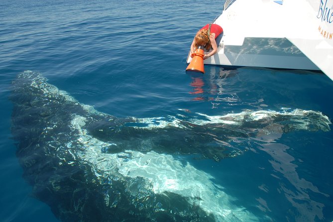 Fraser Island Whale Watch Encounter - What you eat during the eight-hour outing