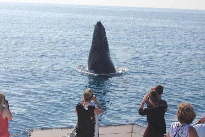 Freedom 3/4 Day Hervey Bay Premium Whale Watching Cruise - Waiting for the first blow in Platypus Bay