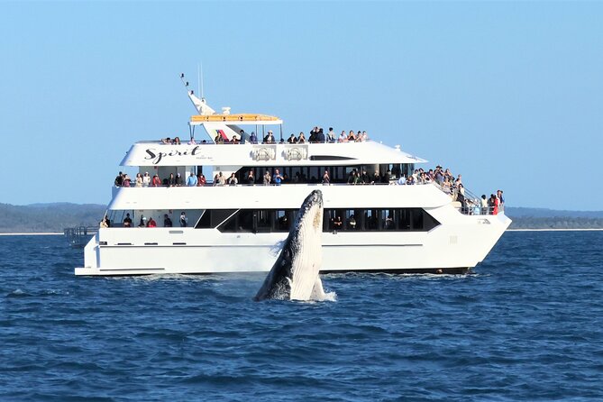 Freedom 3/4 Day Hervey Bay Premium Whale Watching Cruise - A hydrophone adds another sense