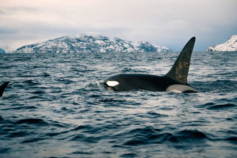 From Alta: Small Group Whale Watching by RIB - Why Alta is a useful starting point for whale watching