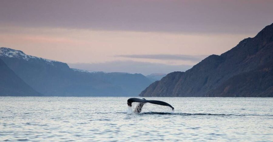 From Alta: Small Group Whale Watching by RIB - The drive to the harbor can change your day