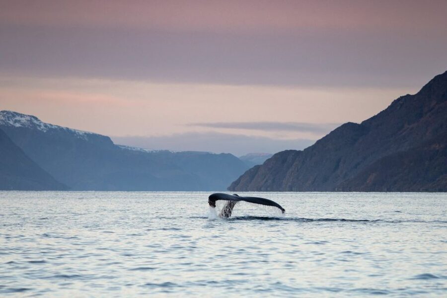 From Alta: Small Group Whale Watching by RIB - Winter skies and the wider fjord setting