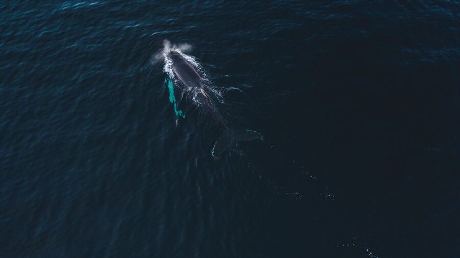 From Alta: Small Group Whale Watching by RIB - What the guide adds to the outing