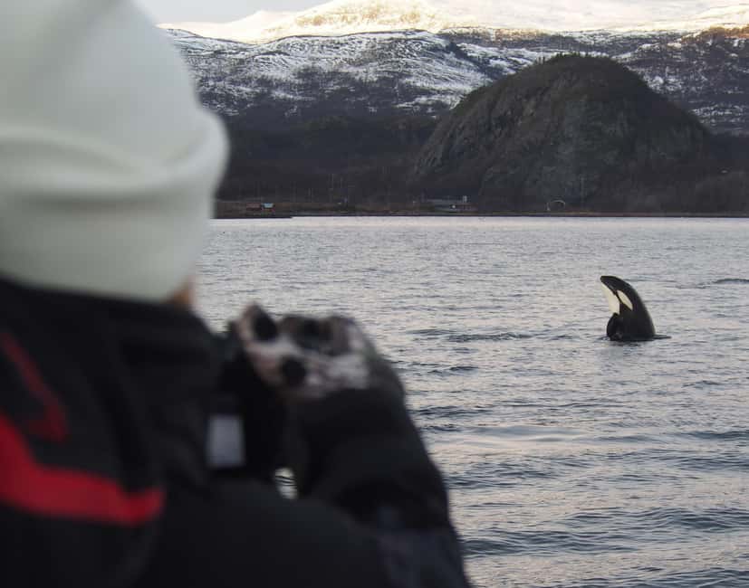From Alta: Small group Whale watching - Key points to know before booking
