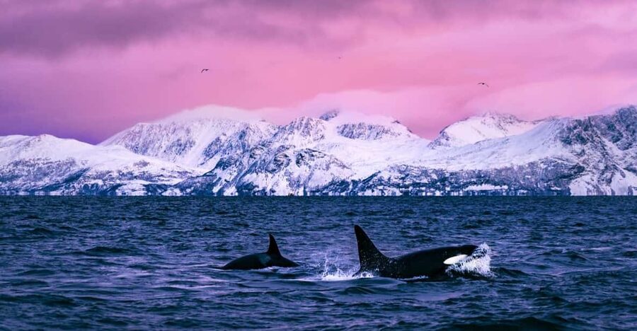 From Alta: Whale and Seabird Cruise - Why Alta Fjord is a strong place for whale watching
