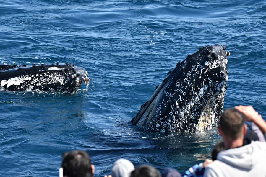 From Augusta: Whale Watching Award Winning Tour - Four details that shape the experience