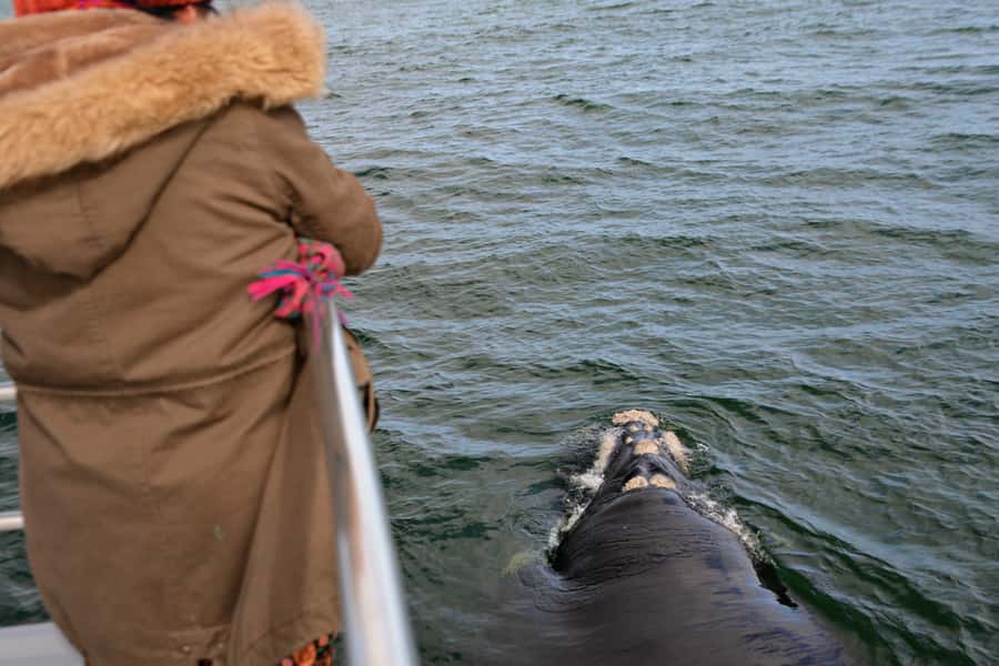 From Augusta: Whale Watching Award Winning Tour - Who should book this Augusta cruise?