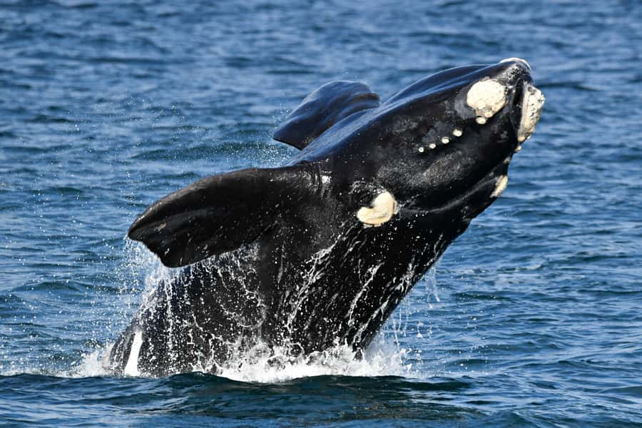 From Augusta: Whale Watching Award Winning Tour - Humpback whales and the northern migration