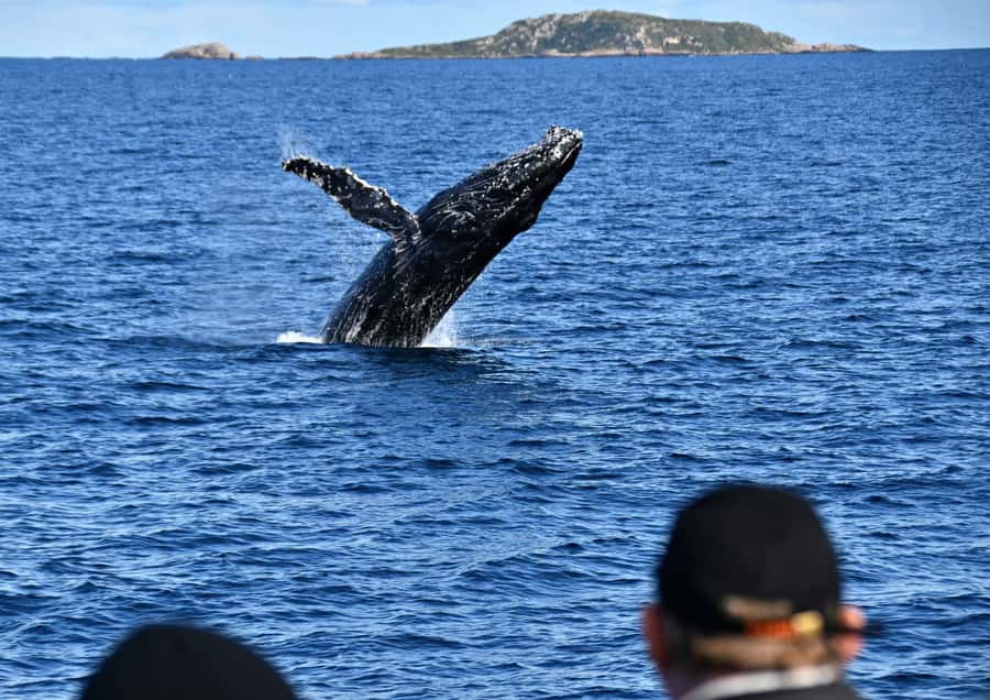 From Augusta: Whale Watching Award Winning Tour - Southern Right Whales and the wider bay