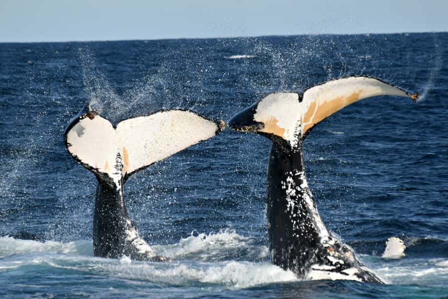 From Augusta: Whale Watching Award Winning Tour - Expert commentary makes the two hours count