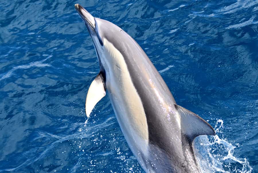 From Augusta: Whale Watching Award Winning Tour - Photos without spending the whole trip behind a screen