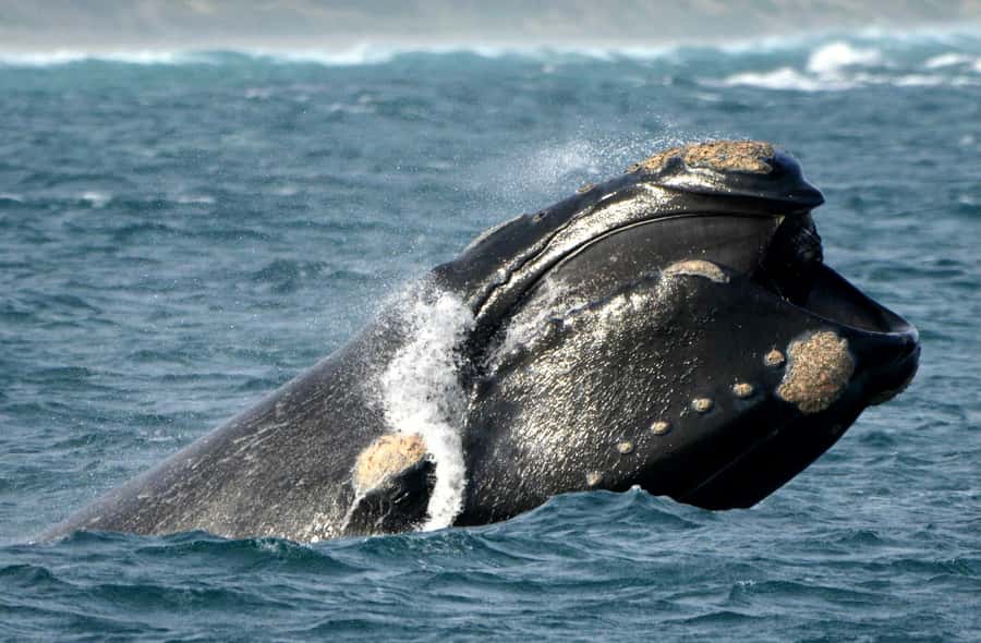 From Augusta: Whale Watching Award Winning Tour - Is $67 a fair price?