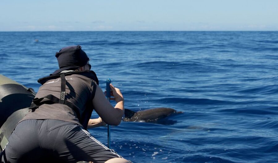 From Calheta: Madeira Whale and Dolphin Watching Boat Tour - Key points at a glance