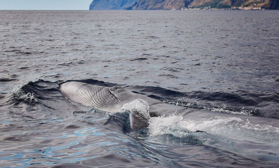 From Calheta: Madeira Whale and Dolphin Watching Boat Tour - Meeting the crew at Calheta Marina