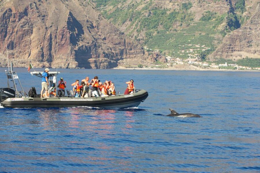From Calheta: Madeira Whale and Dolphin Watching Boat Tour - Searching the waters around Madeira