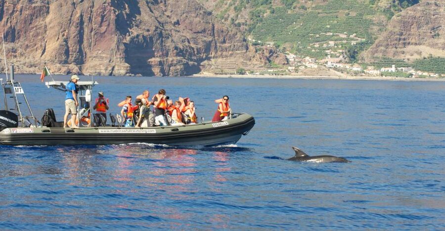 From Calheta: Madeira Whale and Dolphin Watching Boat Tour - Boarding a quiet speedboat