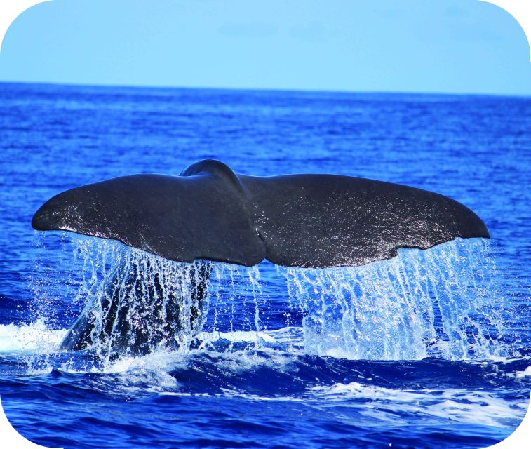 From Calheta: Whale and Dolphin Watching RIB Boat Tour - Key points to know before you go