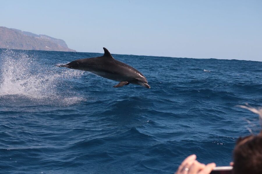 From Calheta: Whale and Dolphin Watching RIB Boat Tour - Who should book this Calheta tour?