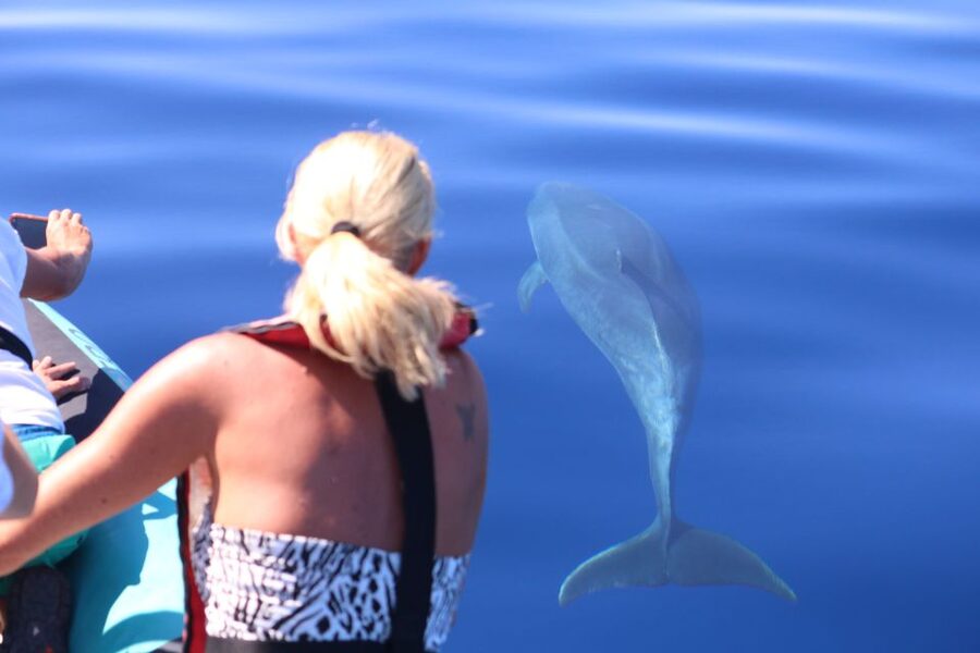 From Calheta: Whale and Dolphin Watching RIB Boat Tour - Setting out from Calheta Marina