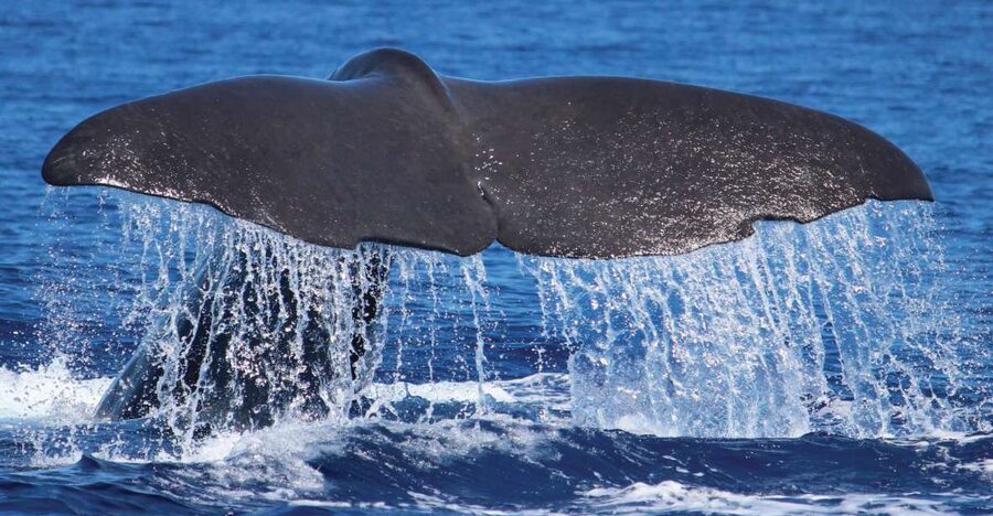 From Calheta: Whale and Dolphin Watching RIB Boat Tour - Searching for dolphins in Madeira’s Atlantic waters
