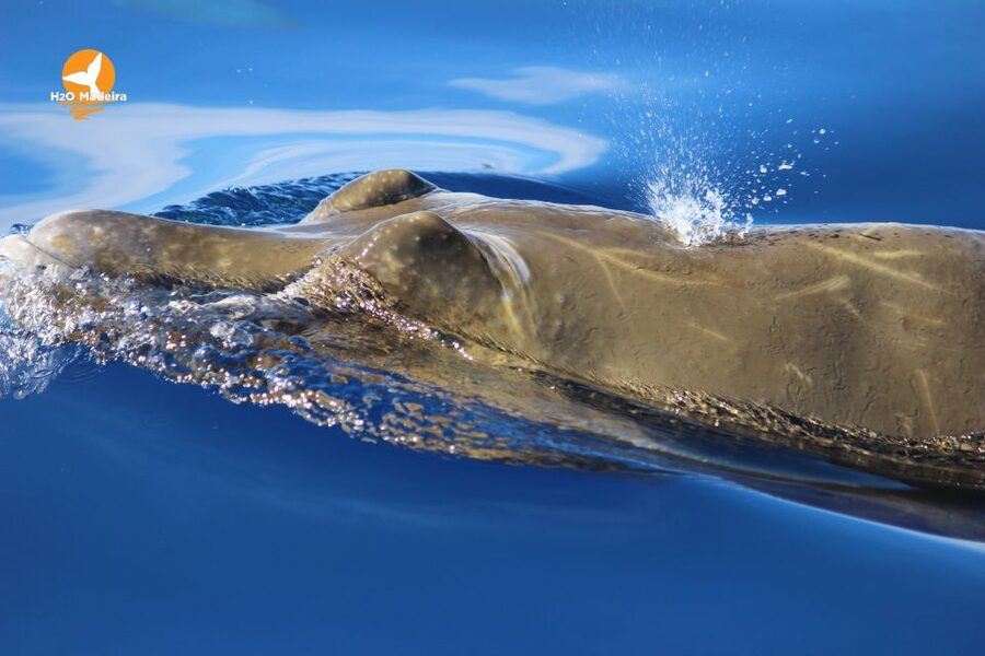 From Calheta: Whale and Dolphin Watching RIB Boat Tour - Whales, turtles, and the luck factor