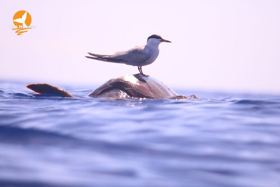 From Calheta: Whale and Dolphin Watching RIB Boat Tour - Madeira from the water