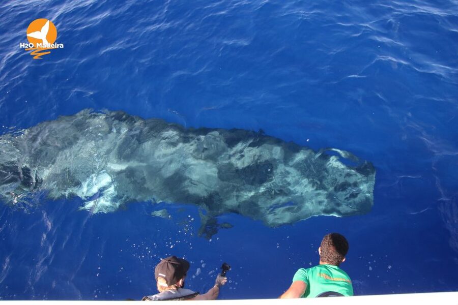 From Calheta: Whale and Dolphin Watching RIB Boat Tour - Is $70 a fair price?