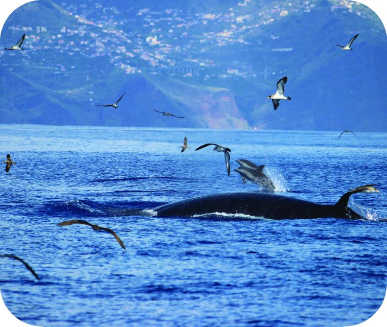 From Calheta: Whale and Dolphin Watching RIB Boat Tour - What to wear and pack