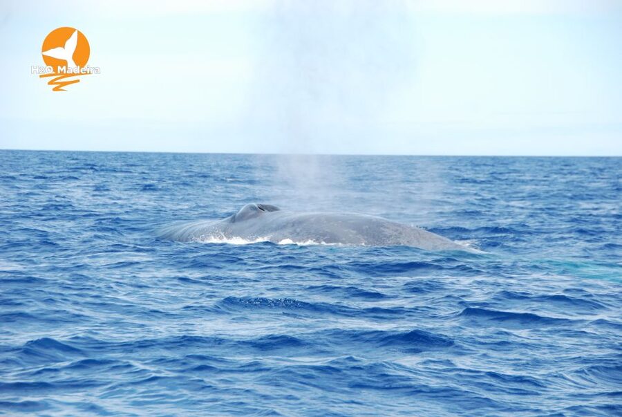 From Calheta: Whale and Dolphin Watching RIB Boat Tour - What the two-hour route feels like