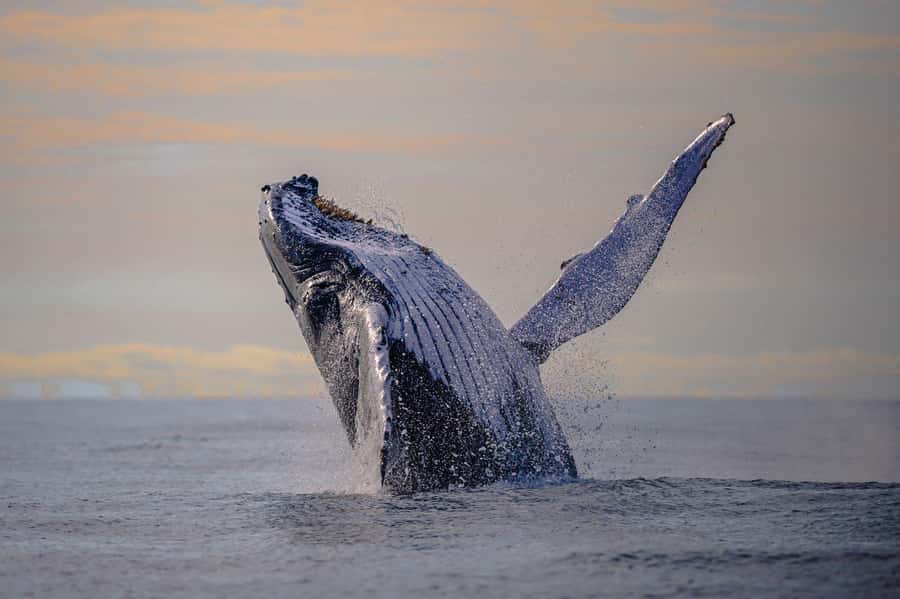 From Cali: Whale Watching Day Trip in Buenaventura - Why this trip is a big day with a real payoff