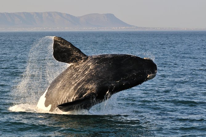 From Cape Town: Full Day Guided Hermanus and Whale Tour - Key things to know before you go
