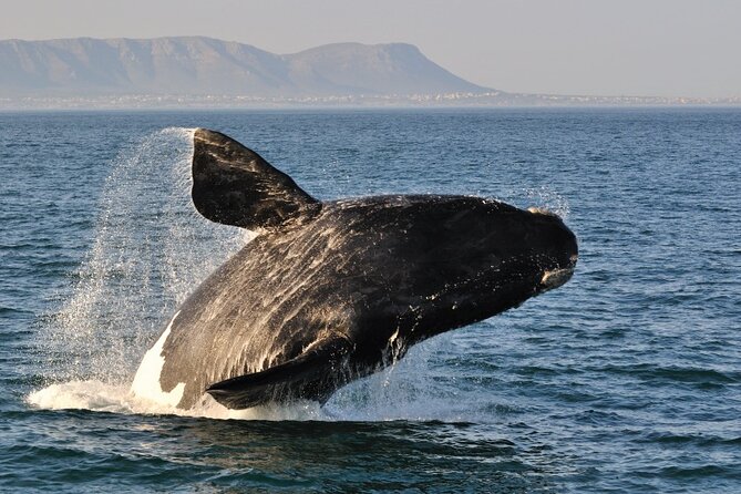 From Cape Town: Full Day Guided Hermanus and Whale Tour - Peregrine Farm Stall in the Elgin Valley