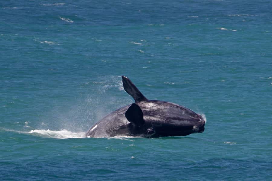 From Cape Town: Full Day Hermanus Whale Watching Tour - Why Hermanus is worth the long ride from Cape Town